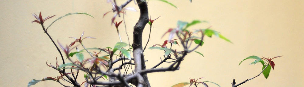 M. Nur Ridha Tarigan, SE, MSi